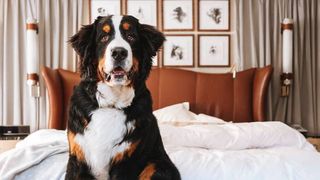 pet-friendly christmas breaks: dog on hotel bed