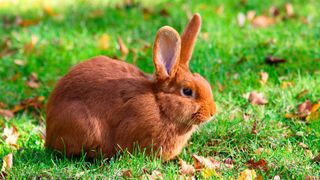 Red New Zealand rabbit