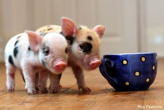 Micro piglets - Celebrity News - Marie Claire