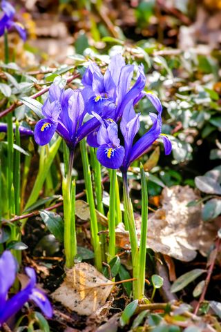 small purple irises in growing through some fallen leaves
