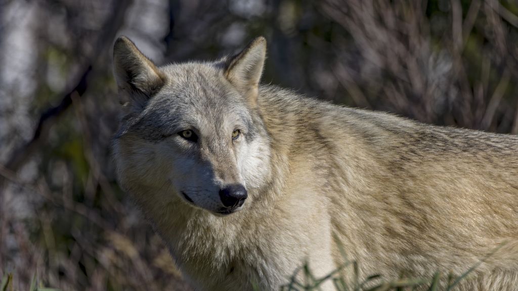 Giant coyote killed in southern Michigan turns out to be a gray wolf ...