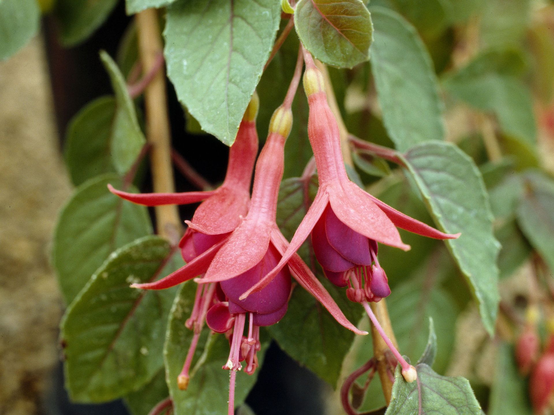 5-things-to-plant-in-october-to-make-sure-your-backyard-blooms-now