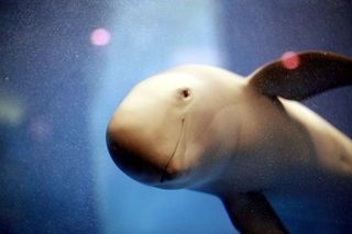 A finless porpoise at the Miyajima Aquarium, Japan.
