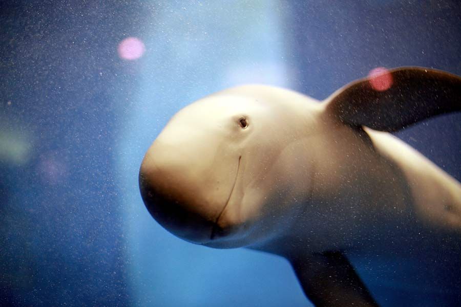 A finless porpoise at the Miyajima Aquarium, Japan.