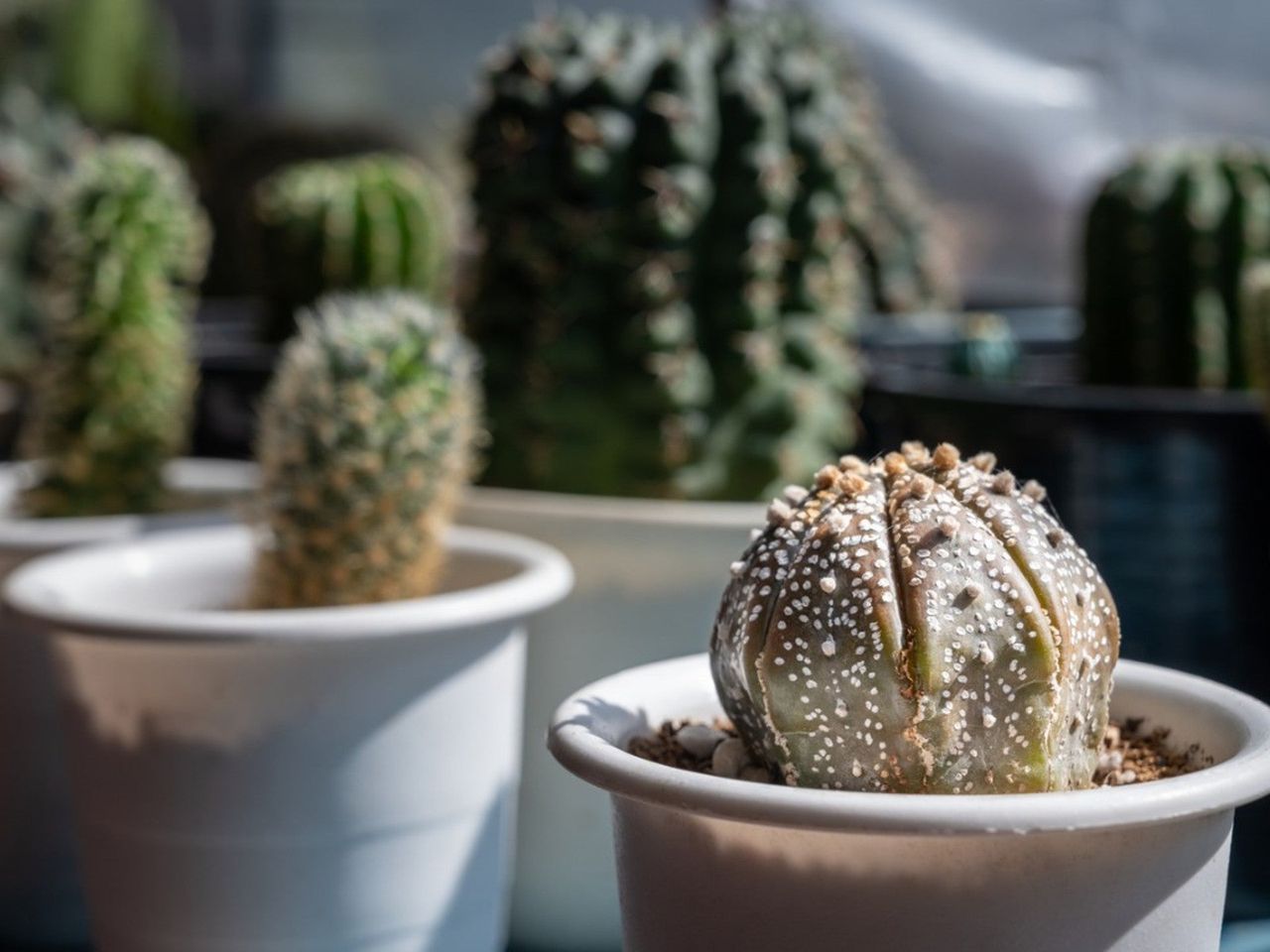 Several small potted cacti