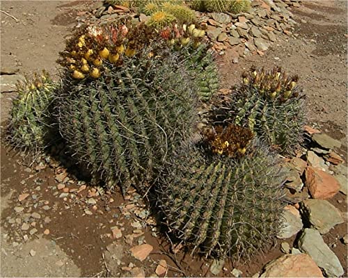 Red Barrel Fishhook Barrel Cactus Seeds Ferocactus Wislizeni 20 Seeds