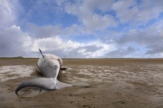 Minke whale carcass on the beach.