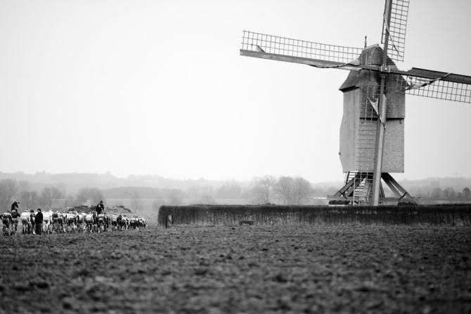 The hard chasing field flies by a windmill midway through the Ronde van Vlaanderen.