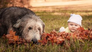 Irish Wolfhound facts