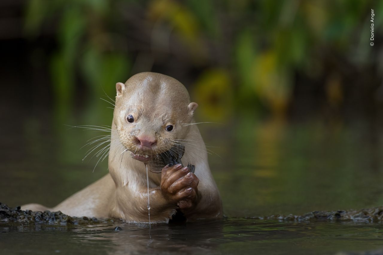 A leucistic otter feeds on a catfish in Mato Grosso do Sul, Brazil.