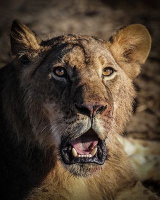 A lioness, photographed on safari in Zimbabwe
