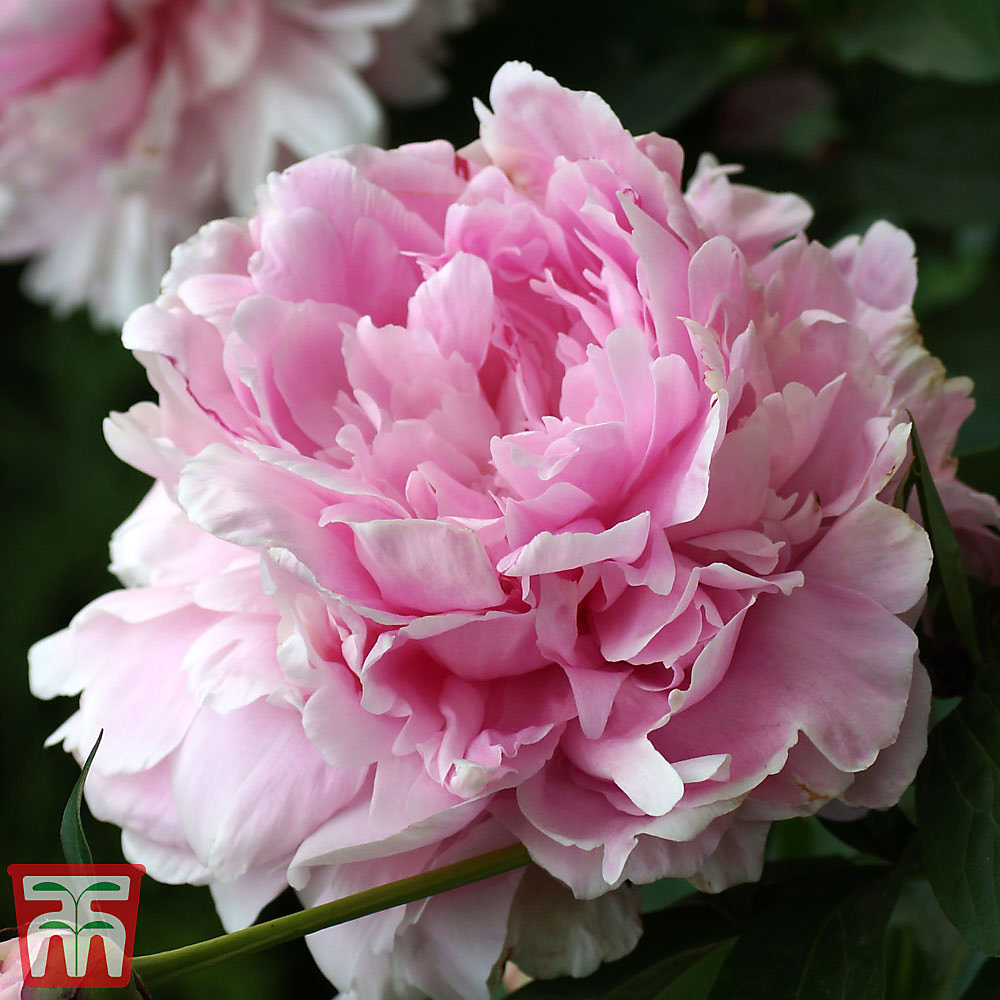 Peony Double Pink 9cm Potted Plant X 2