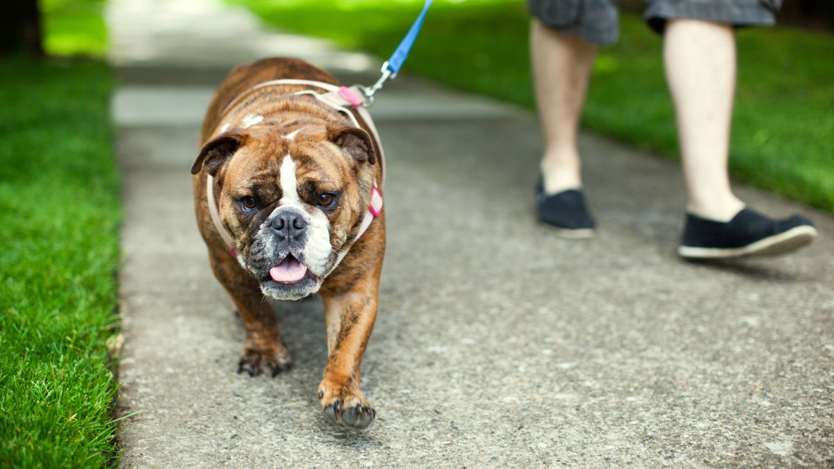 Person taking their English bulldog for a walk