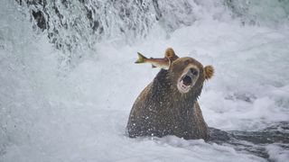 A bear gets knocked in the side of the head by a leaping salmon.