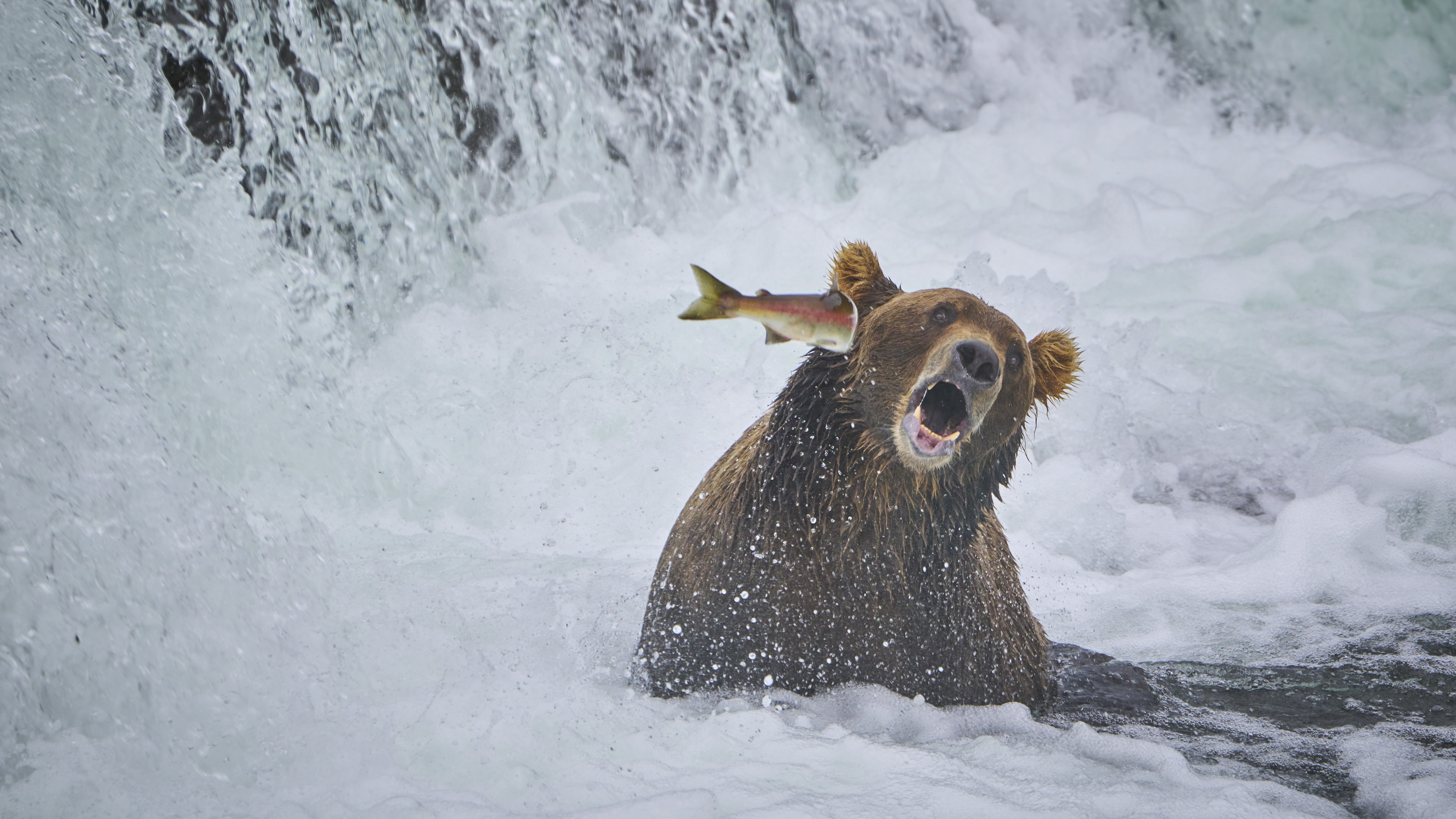 Un oso es golpeado en un lado de la cabeza por un salmón que salta.