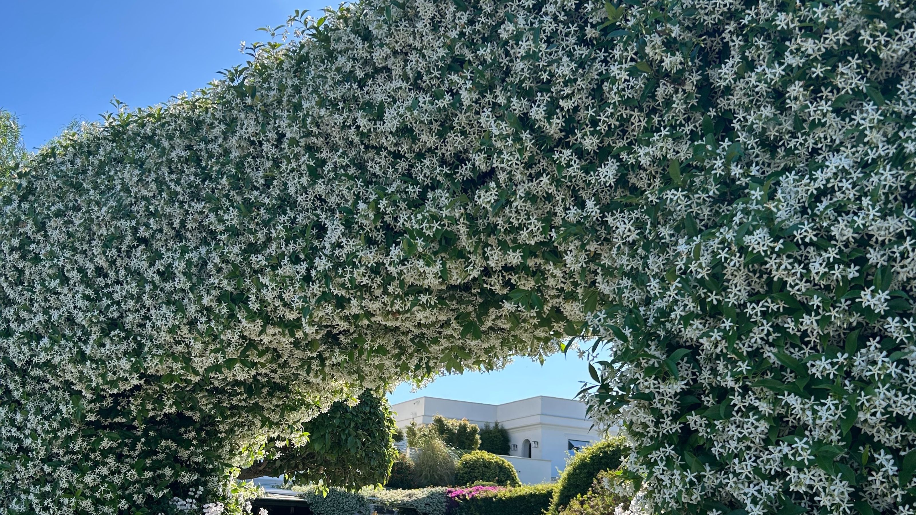 Star jasmine arch in Italy