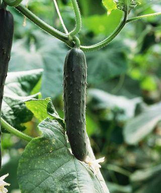 cucumber growing in greenhouse