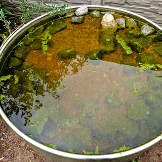 Container pond in small garden