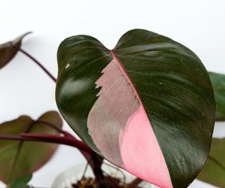 Philodendron pink princess with pink variegated leaf