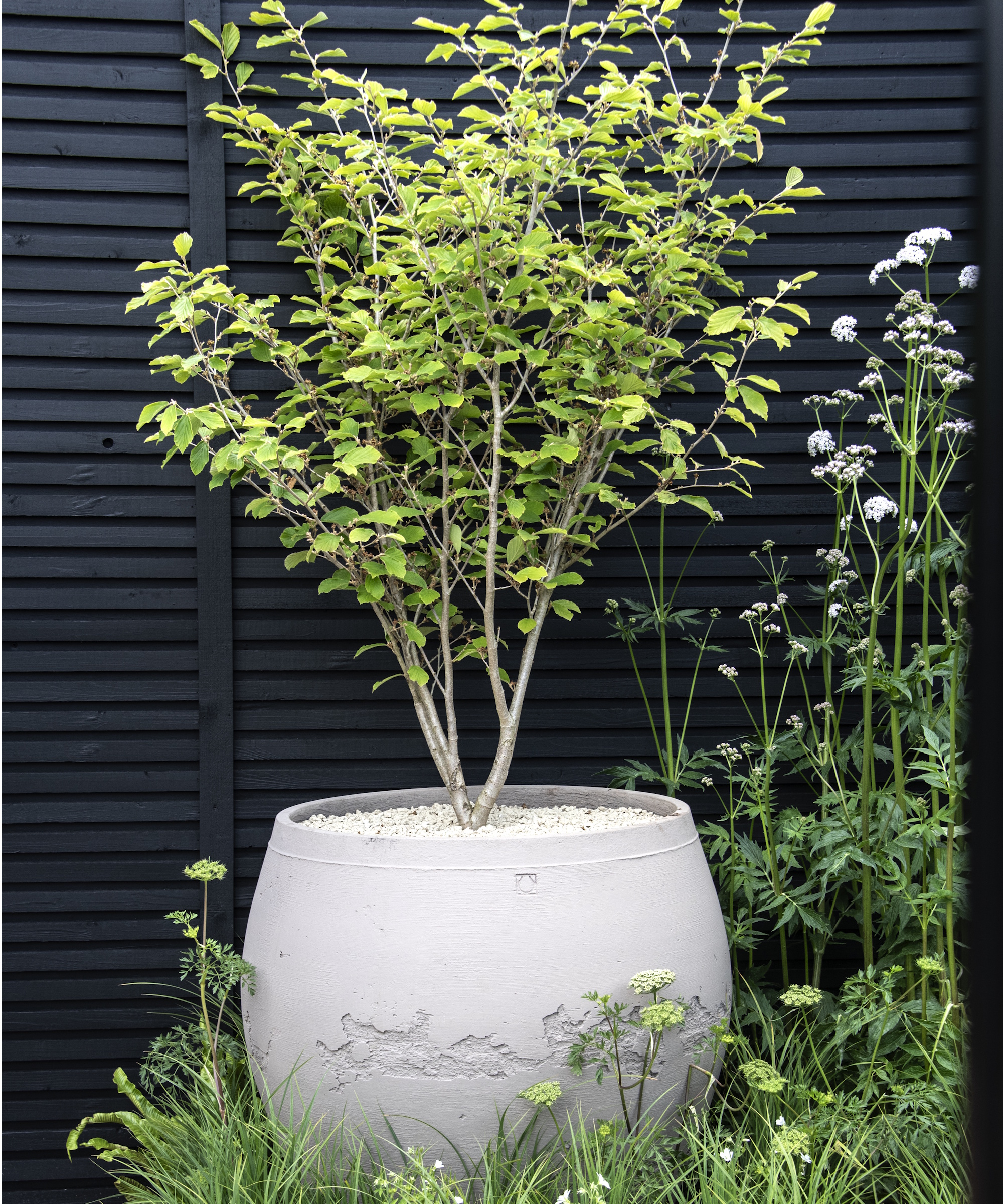 Chelsea Flower Show 2026 tree in large planter