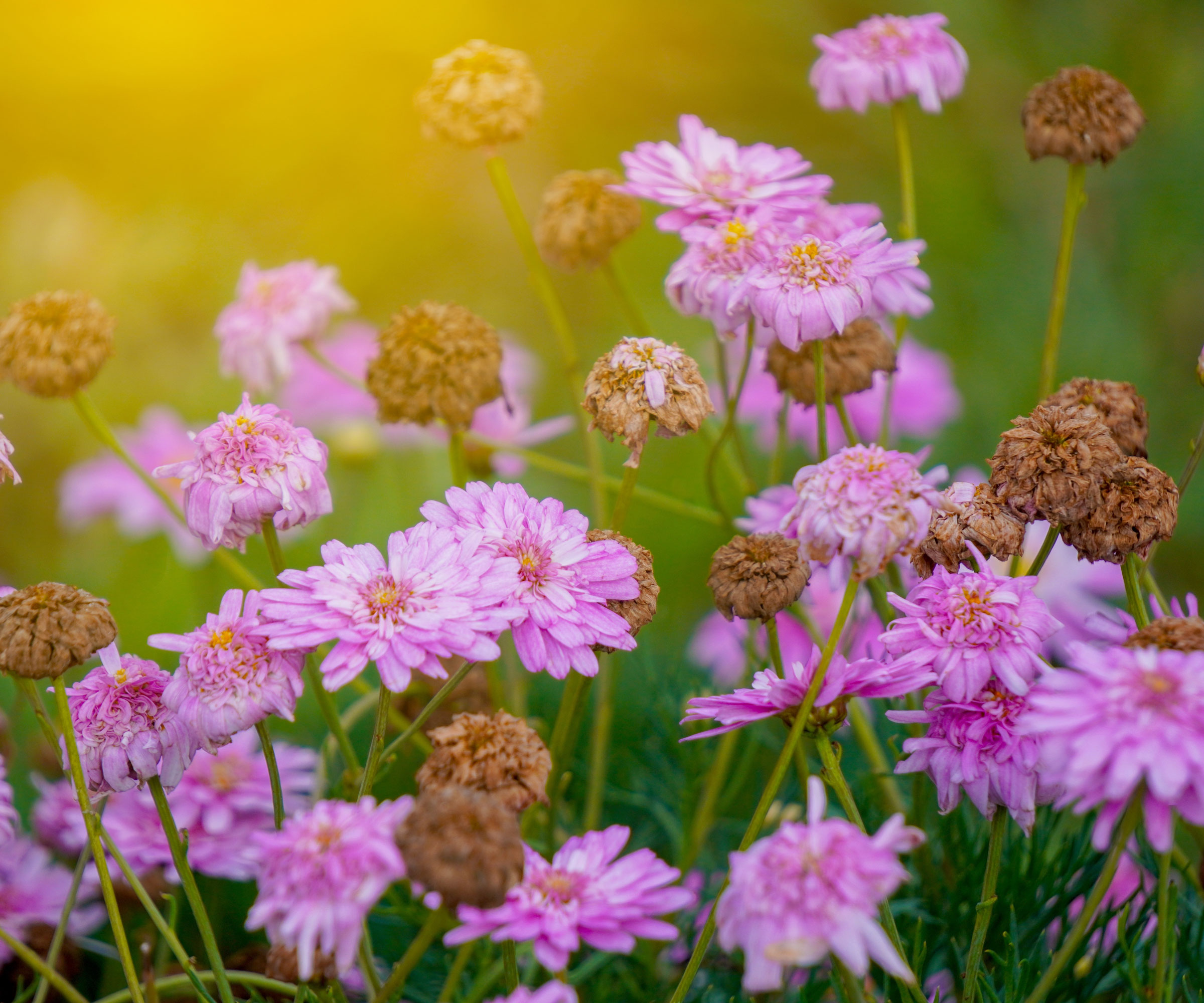 pink mums in garden with fading flower heads