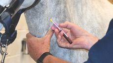 HAH00.lb_BellEquinestockshoot.BELL_EQUINE_STOCK_SHOOT_ok_kc_BEX_PATTENDEN_FO20240514_8263.jpg