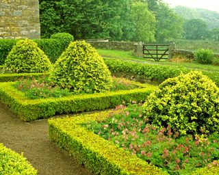 Buxus sempervirens and ‘Suffruticosa’ boxwood hedges planted in a parterre style in a formal garden