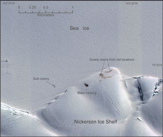 An emperor penguin colony on an Antarctic ice shelf, as seen by satellite.