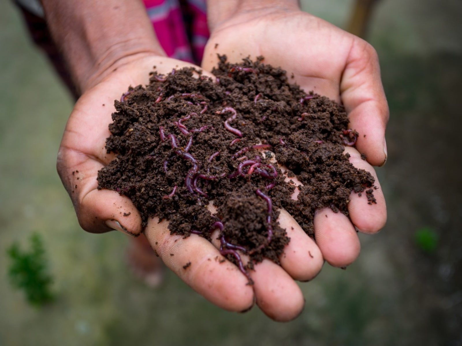 Red Wiggler Composting