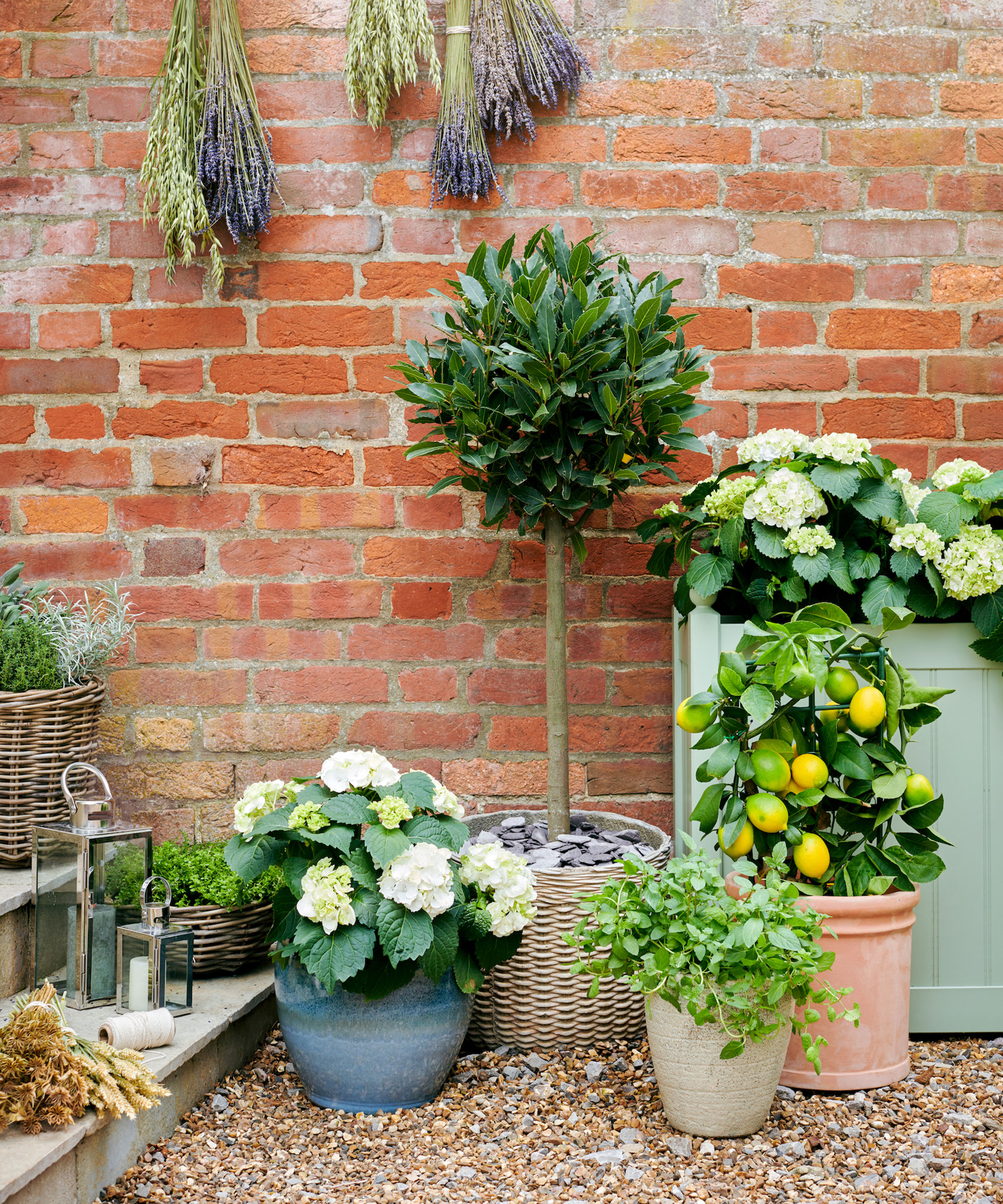 Plants and trees in plant pots along wall in small gravelled garden