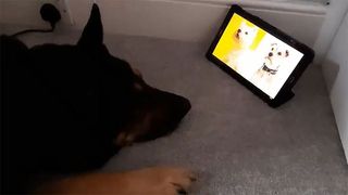 Vinnie the dog watching the Christmas song for dogs 'Raise the woof' on an iPad