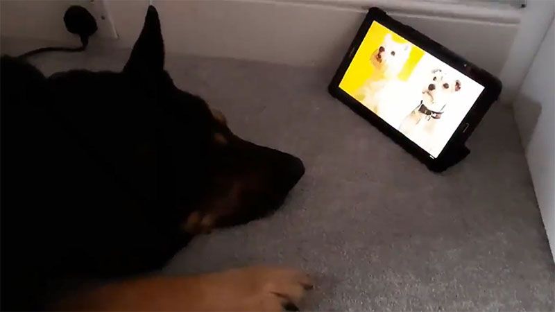 Vinnie the dog watching the Christmas song for dogs &#039;Raise the woof&#039; on an iPad