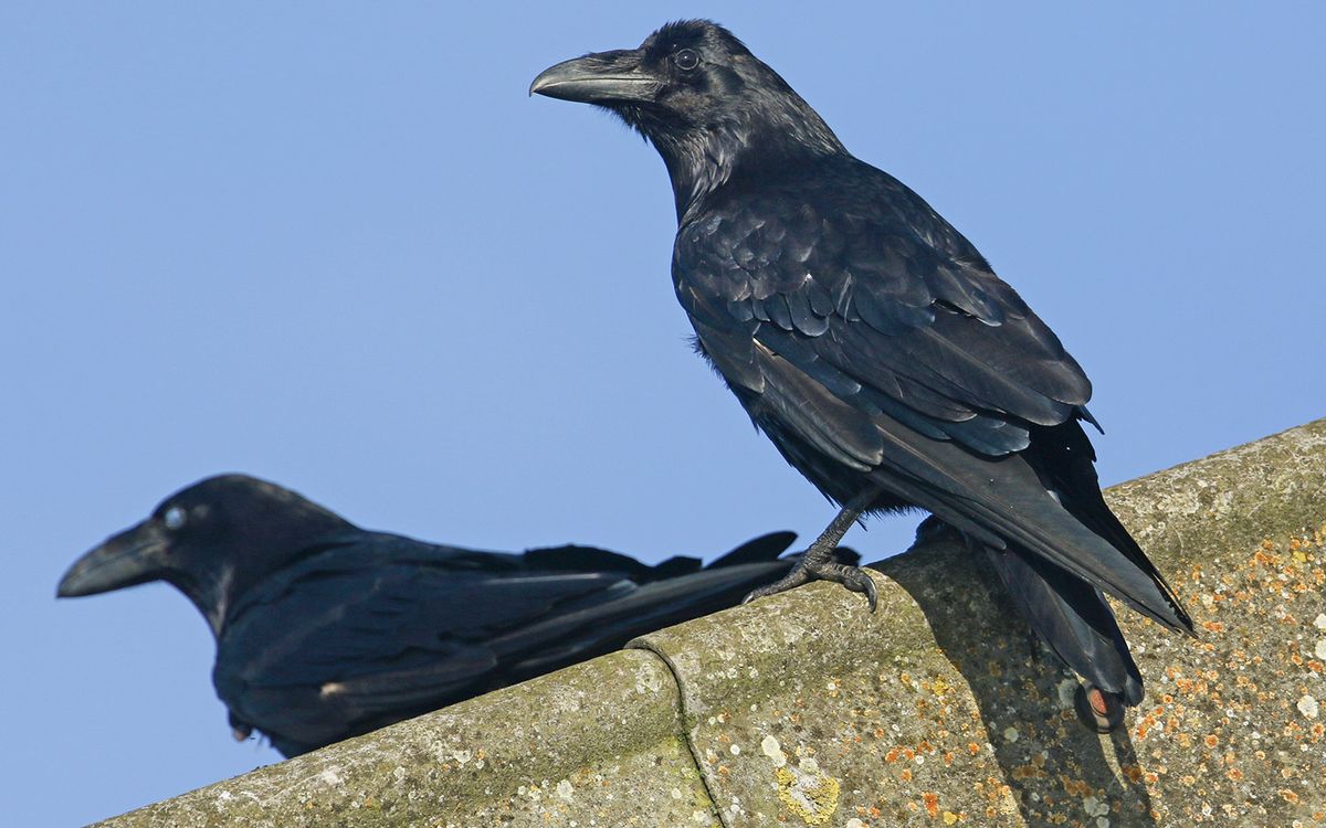 Ravens