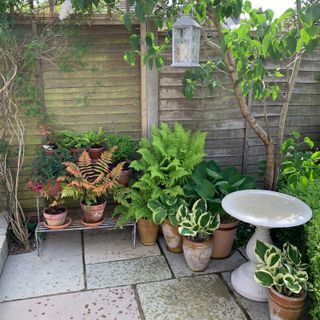 container gardening ideas: shade garden with hostas and ferns