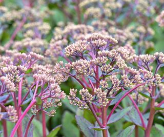 closeup of pink sedum flowers