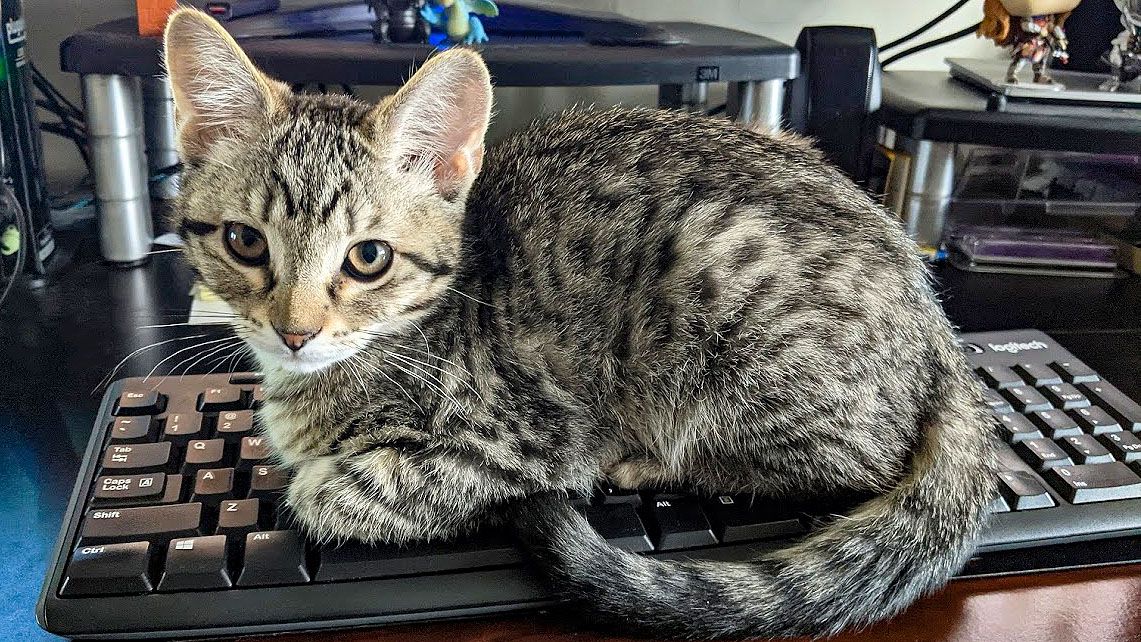 Kitten on a Logitech keyboard.