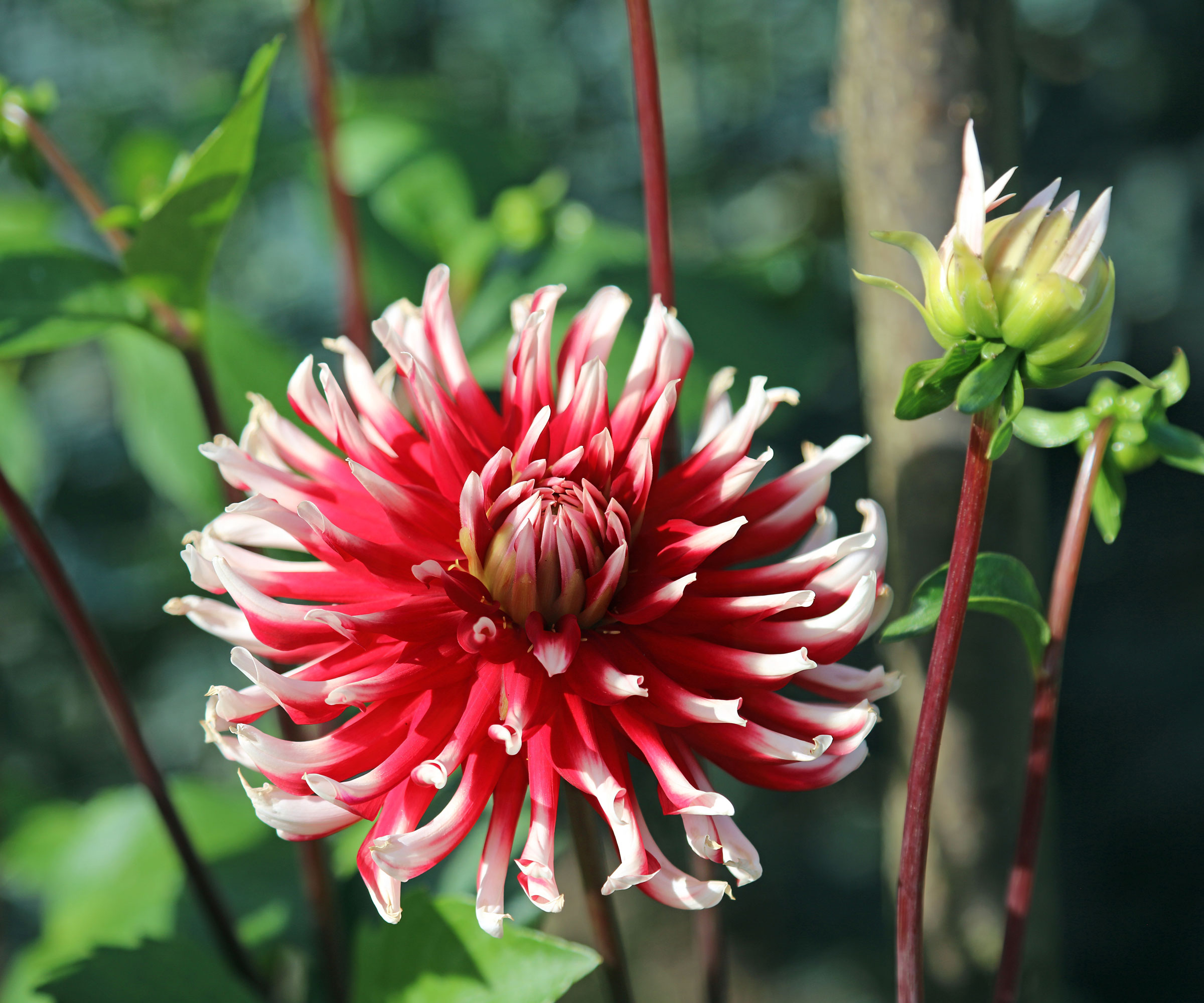 dahlia Pianella with red and white cactus flower
