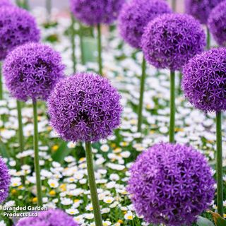 Allium Ppurple Sensation'