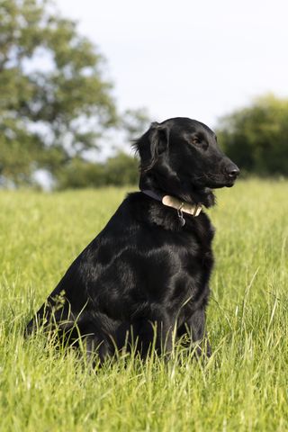 A shot of a black retriever taken with the Kenko Pro1D Variable ND filter