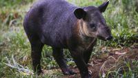 A tapir calf looks for its mother at the National Zoo in Masaya, Nicaragua on August 29, 2017