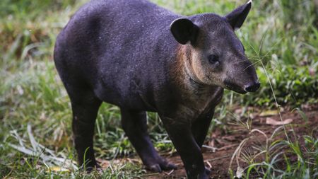 A tapir calf looks for its mother at the National Zoo in Masaya, Nicaragua on August 29, 2017