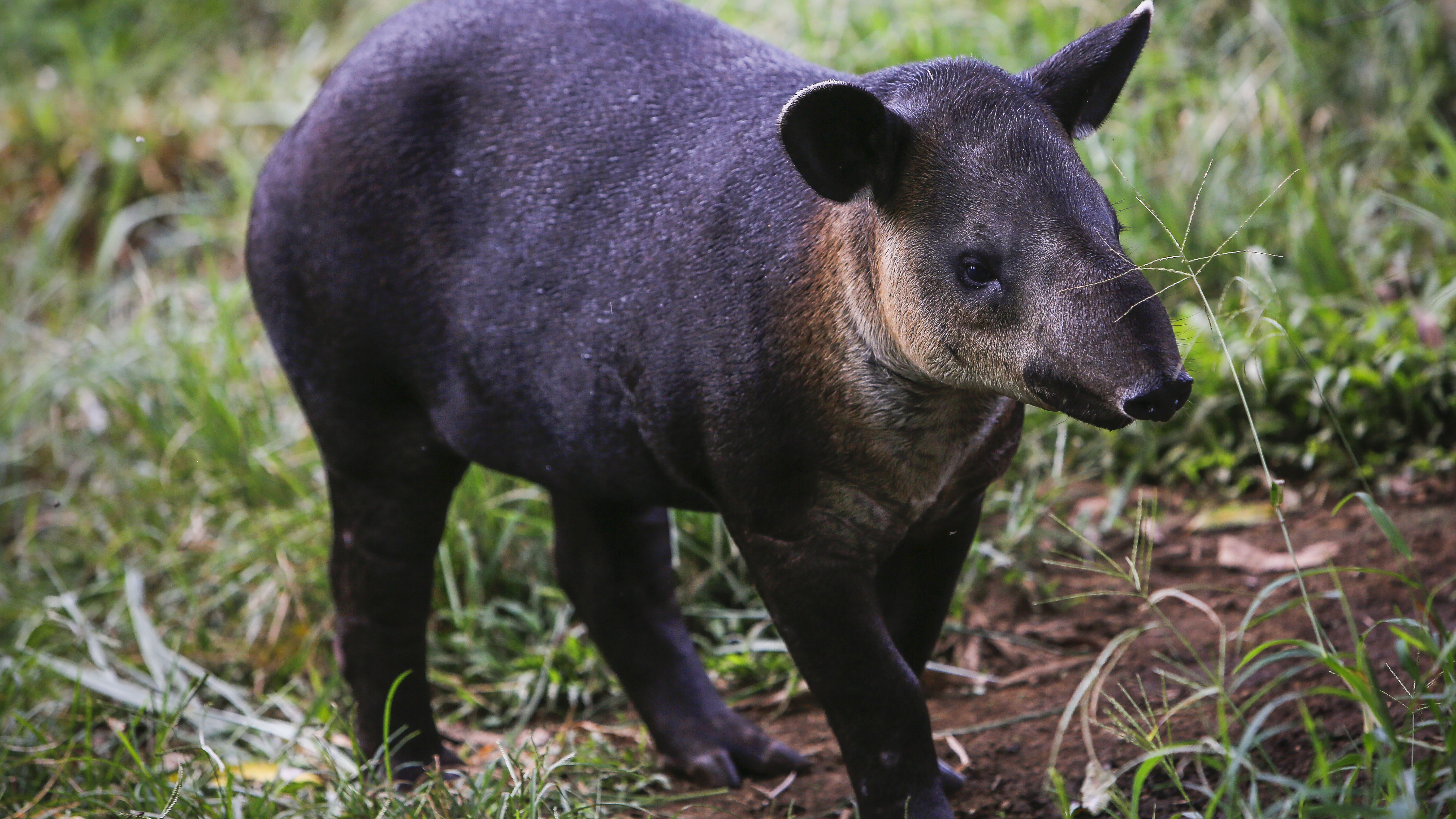 A tapir calf looks for its mother at the National Zoo in Masaya, Nicaragua on August 29, 2017