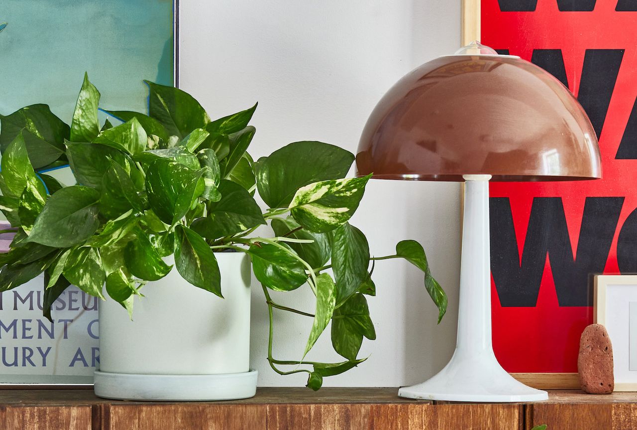 Pothos plant (Devil&#039;s Ivy) in a white pot next to a table lamp