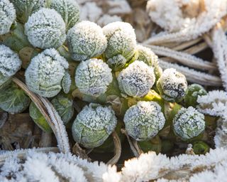 Brussels sprouts covered in frost