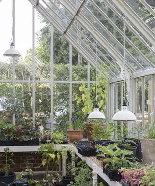 Surprising garden laws, lights in a greenhouse
