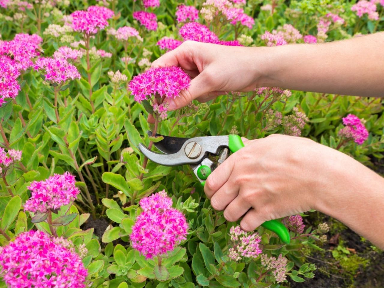 Pruning Of Pink Sedum Plants