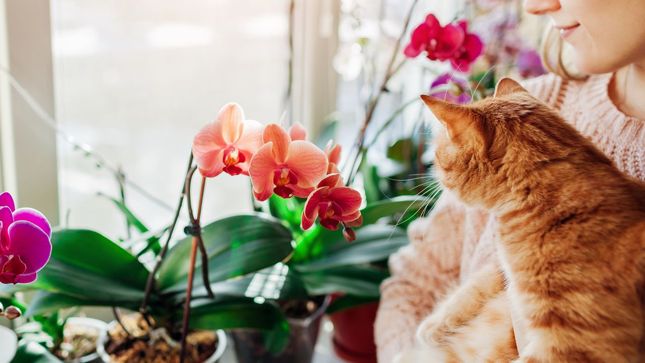 Woman holds cat who is captivated by orchids