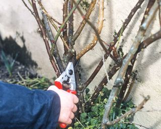 Assessing main canes at base of climbing rose with aim of pruning old wood