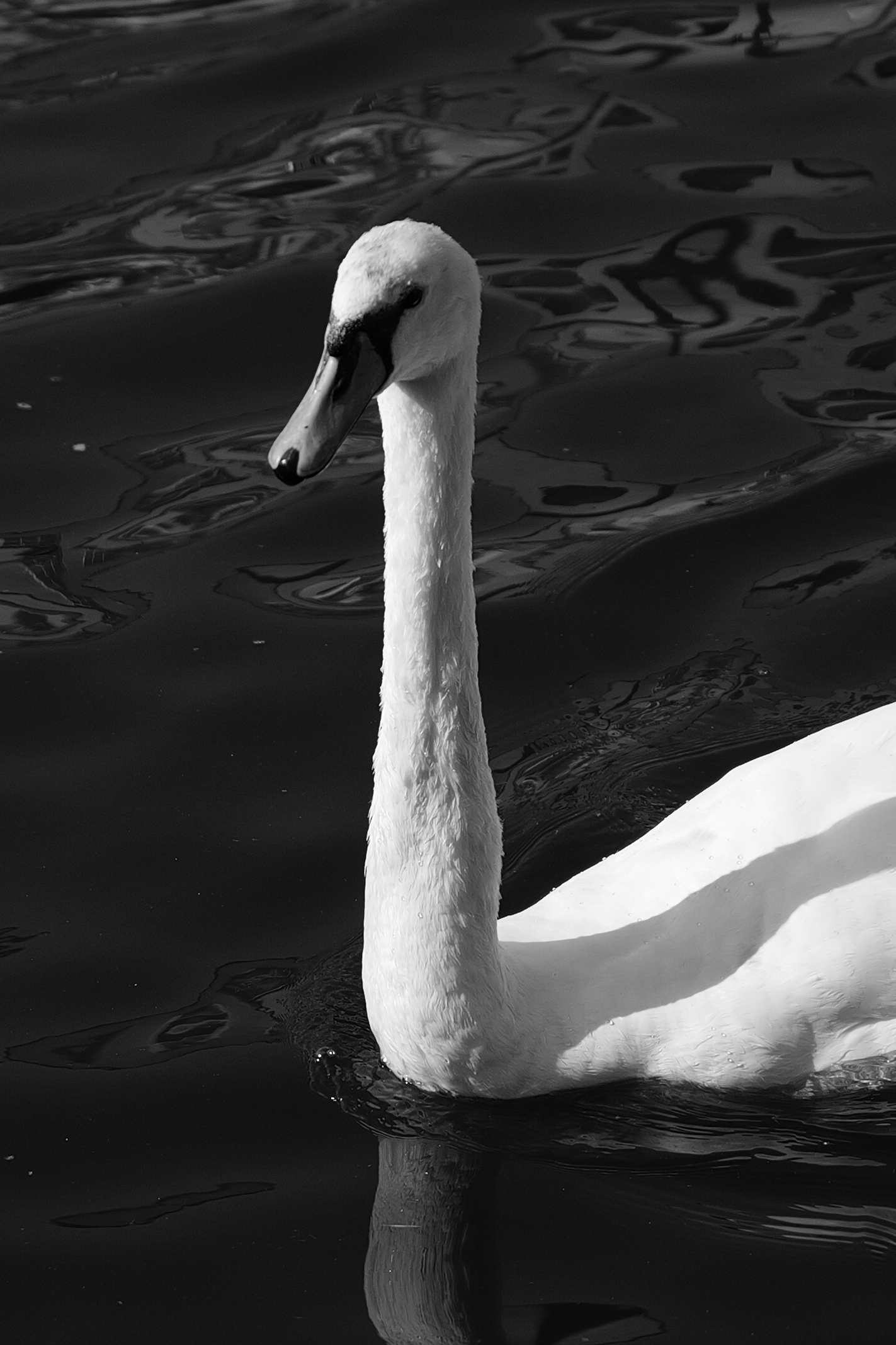 A photo of a swan taken on a Leica Q3 43 camera