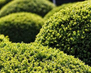 clipped box hedges